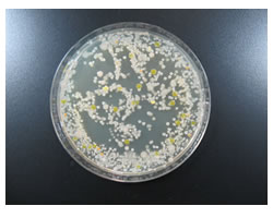 まな板の除菌 プロが教える除菌のポイント コツ キッチンアルペット サラヤ株式会社 家庭用製品情報