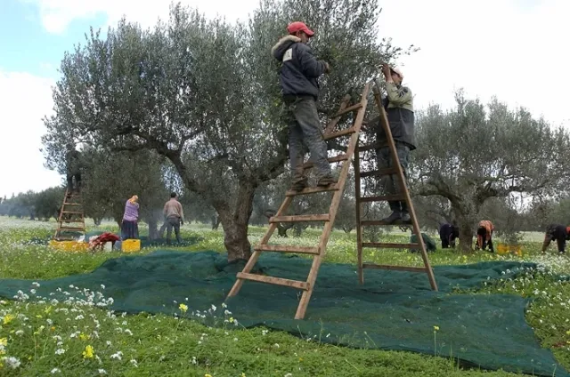収穫風景